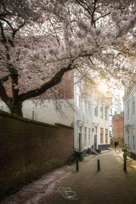 Lente in de stad Lente in de stad