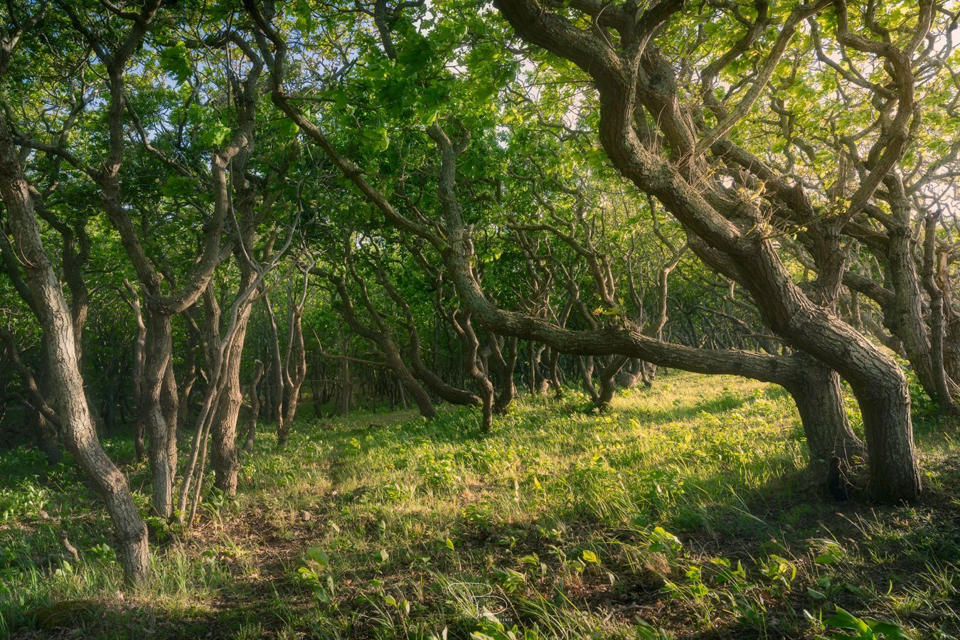 Kronkelboompjes in natuurgebied de Manteling Kronkelboompjes in natuurgebied de Manteling