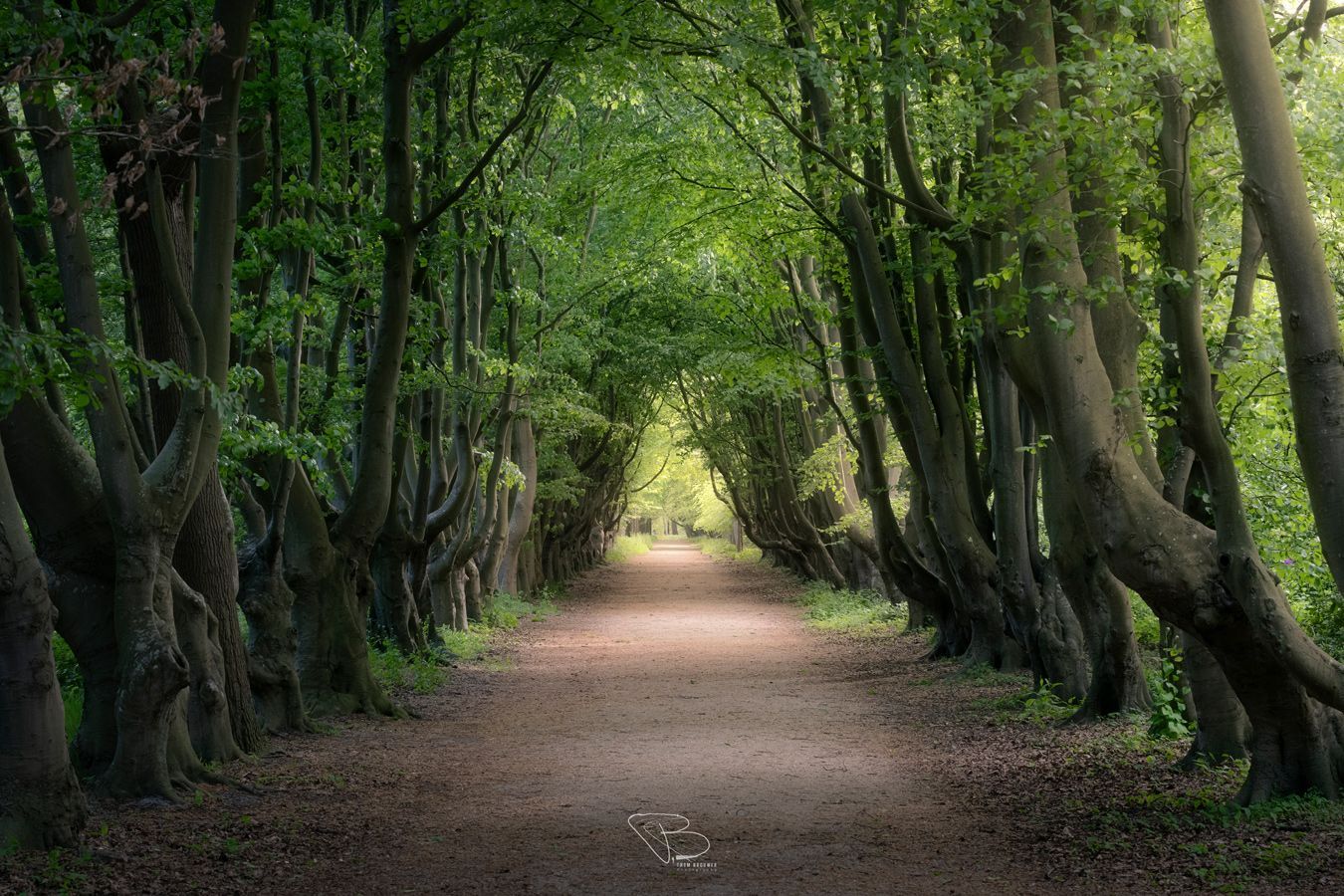 Bomen van de Manteling Bomen van de Manteling