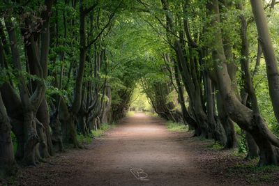 Bomen van de Manteling Bomen van de Manteling