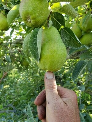 Bartlett Pears
