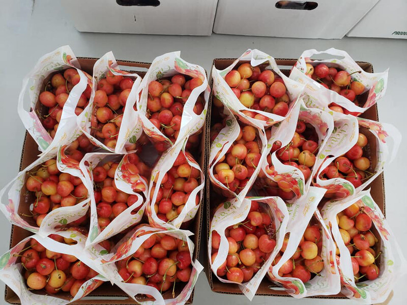 Early Robin Cherries one full case 16lbs