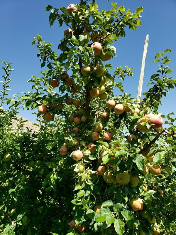 Honeycrisp Premium Apples