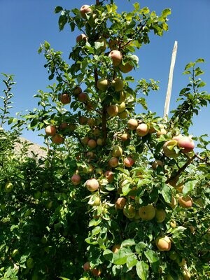 Honeycrisp Premium Apples