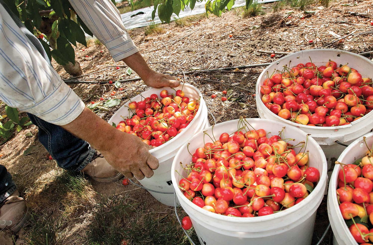 SALE SALE Rain Damaged Early Robin Cherries one full case 20lbs seconds sale SAVE Big! SALE SALE Rain Damaged Early Robin Cherries one full case 20lbs seconds sale SAVE Big!