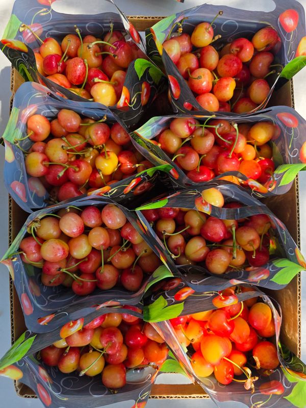 Early Robin Cherries one full case 16lbs Early Robin Cherries one full case 16lbs