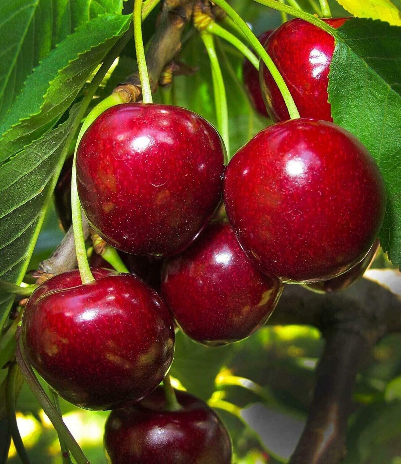 Bing Cherry Bing Cherry