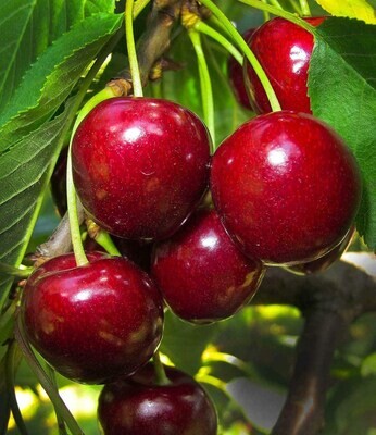 Bing Cherry Bing Cherry