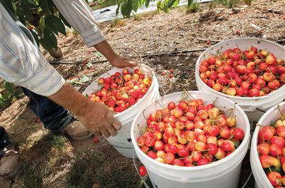 SALE SALE Rain Damaged Early Robin Cherries one full case 20lbs seconds sale SAVE Big!