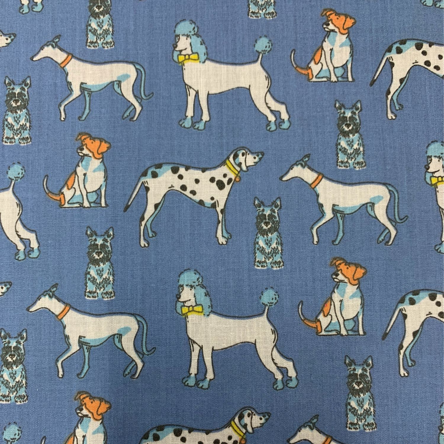 Dog Show Blue