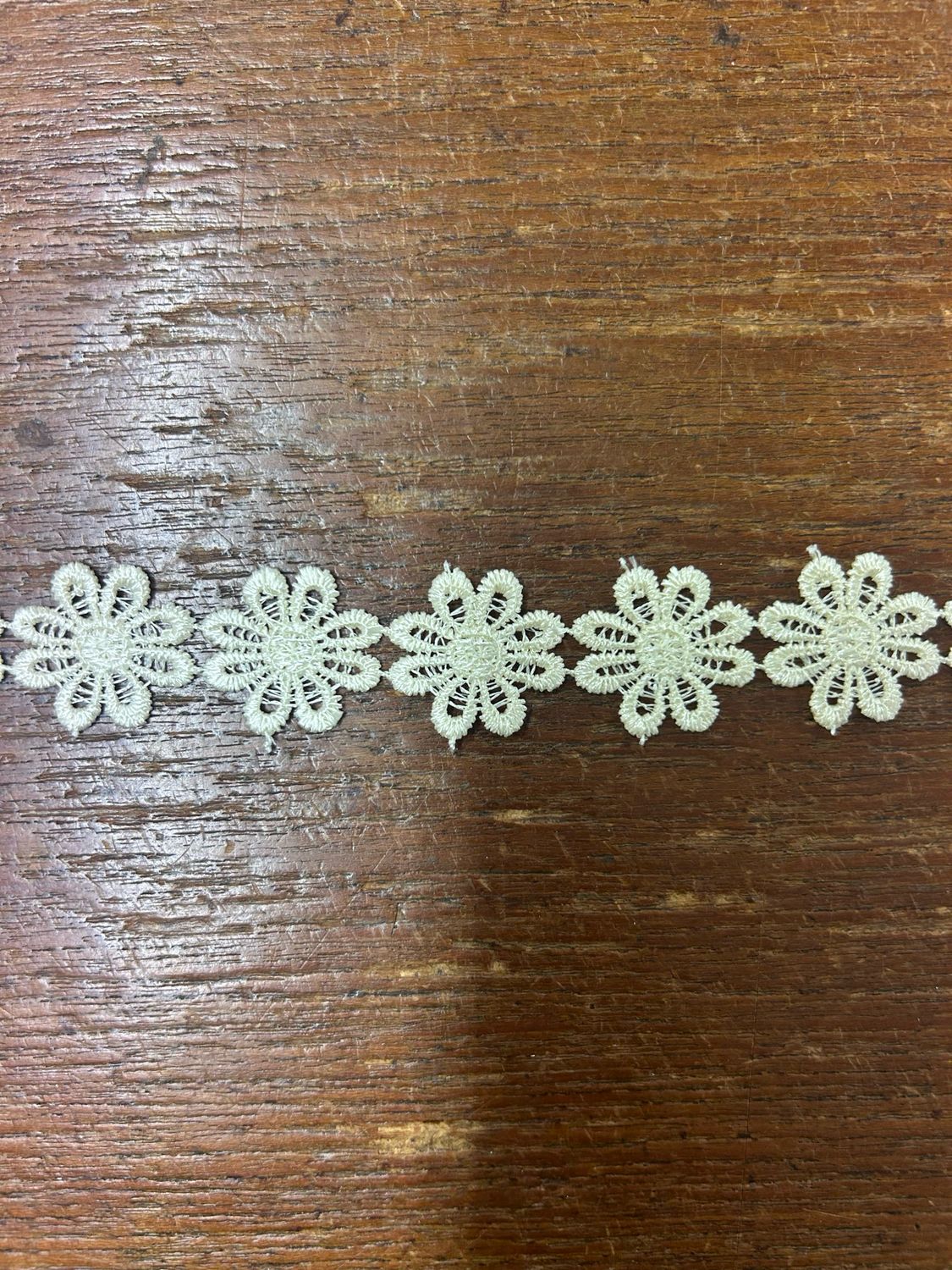 Cream Coloured Daisy