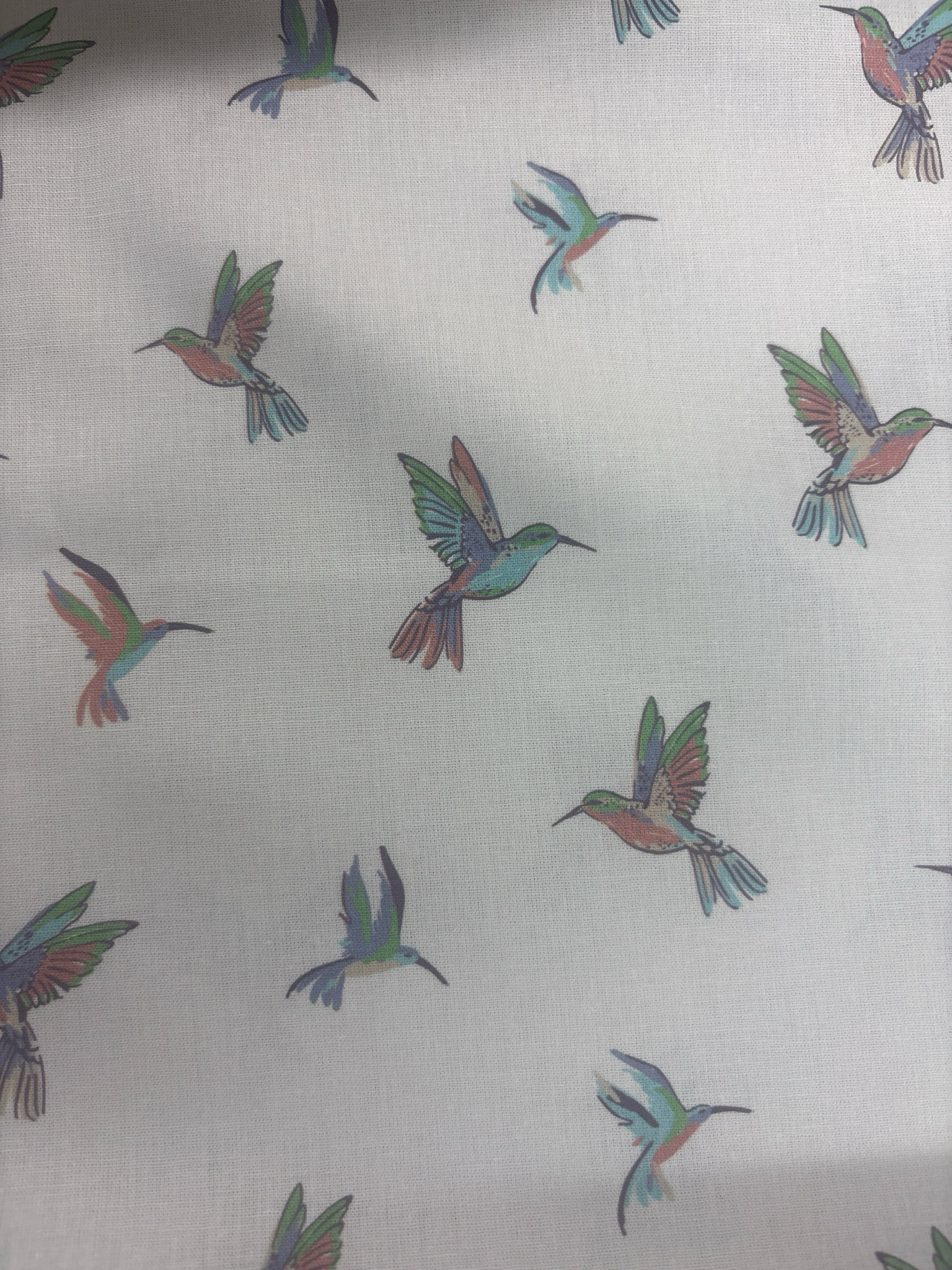 Birds
