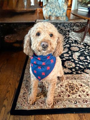 Pet Bandanas