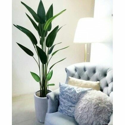 Pokok Skybird Premium 1.6 meter tinggi