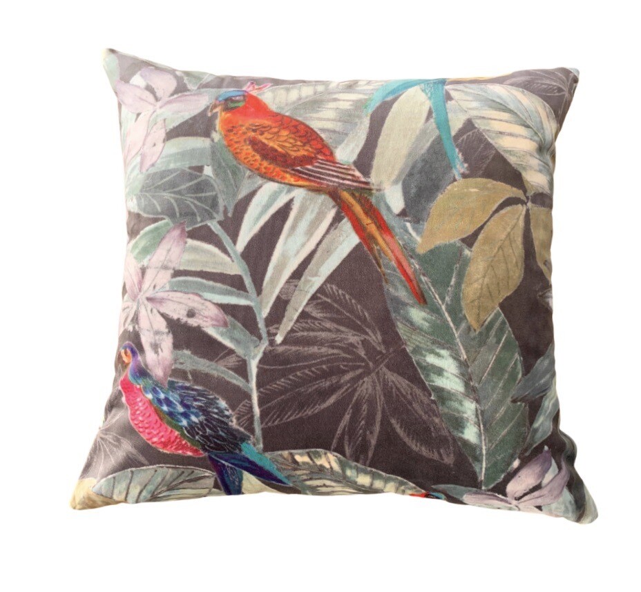 Hout Bay Tropical Birds