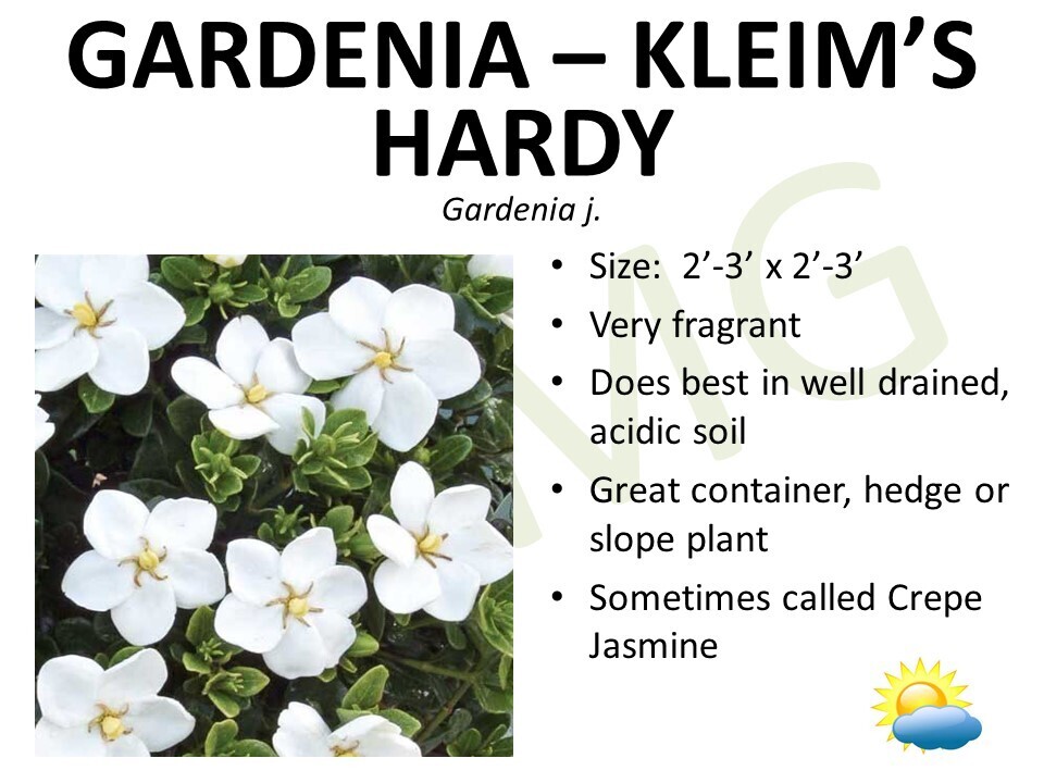 Gardenia, Kleim's Hardy, 1 gal