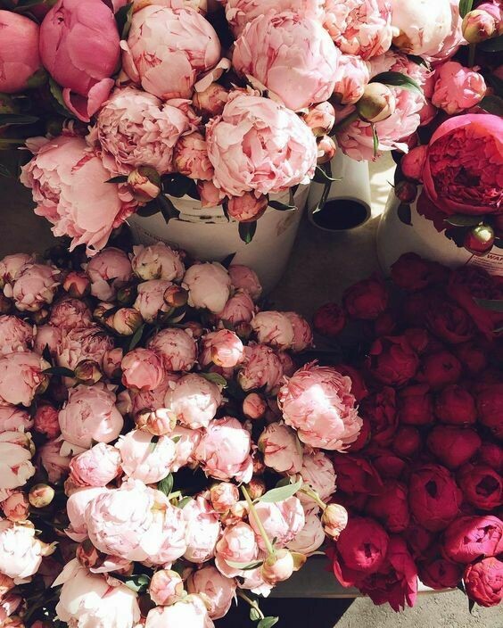 Mazzo di Peonie