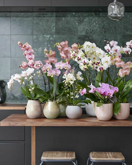 Composizione di Orchidee