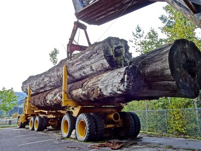 Logging