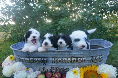 Non-Refundable Puppy Deposit