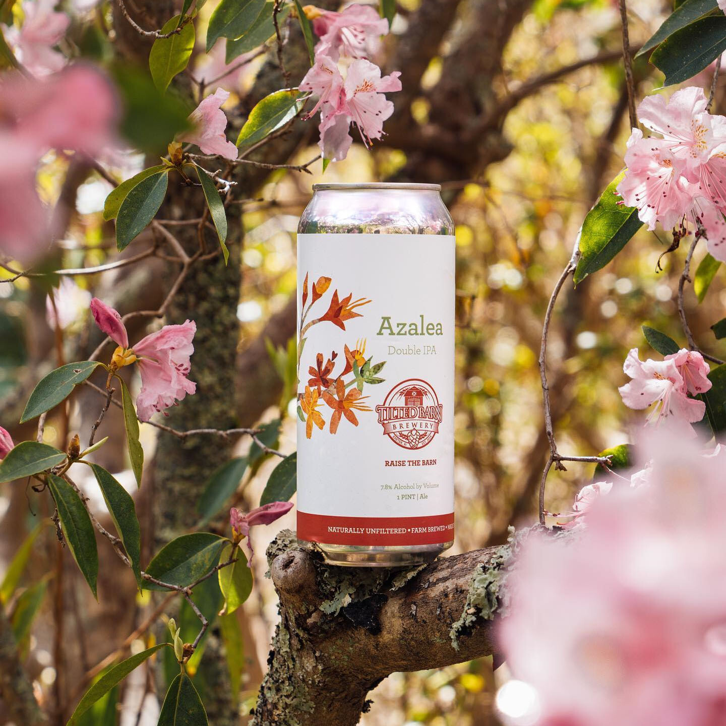 Tilted Barn Azalea DIPA