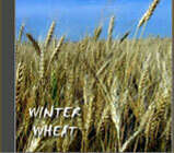 Winter Wheat