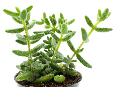 4" Pickle Plant