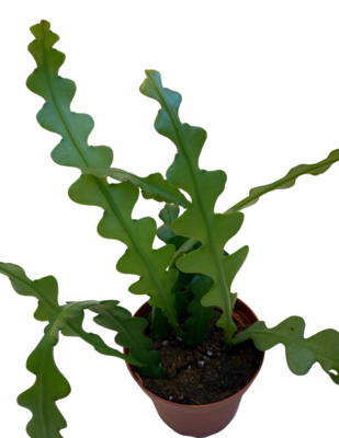 4" Cactus Fishbone