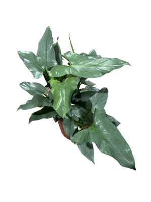 10" Philodendron Grey