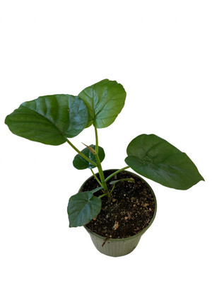 4” Ficus Umbellata