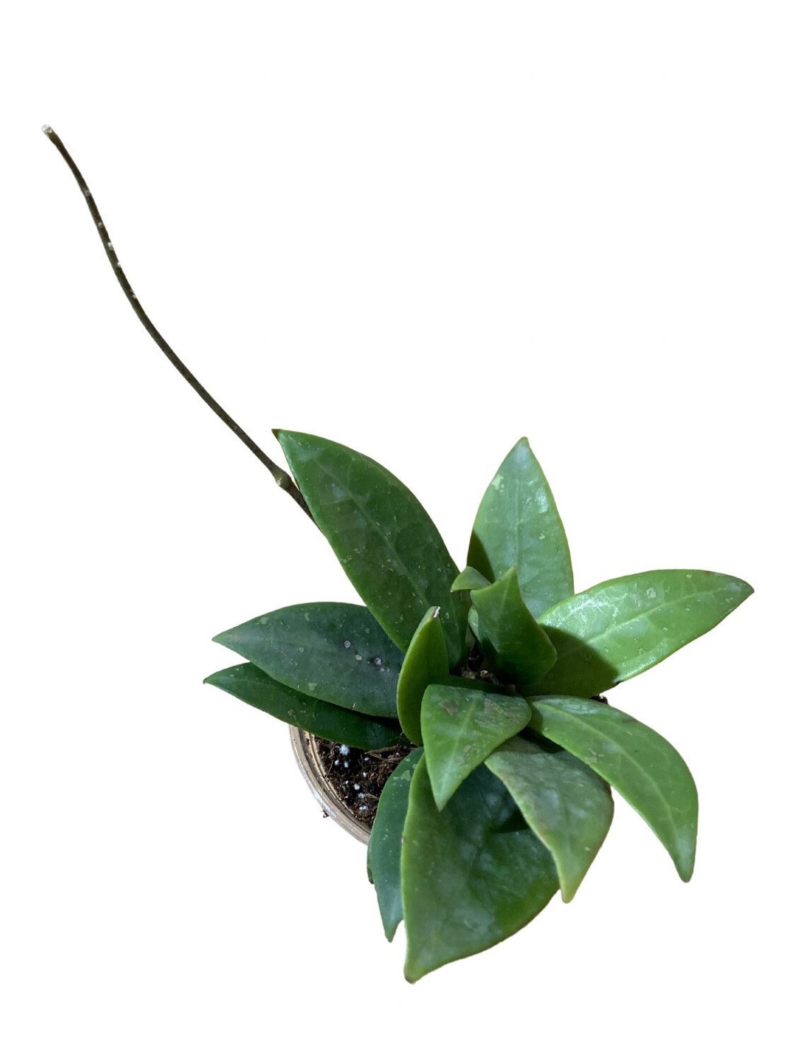 4” Hoya Elliptica
