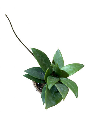 4” Hoya Elliptica