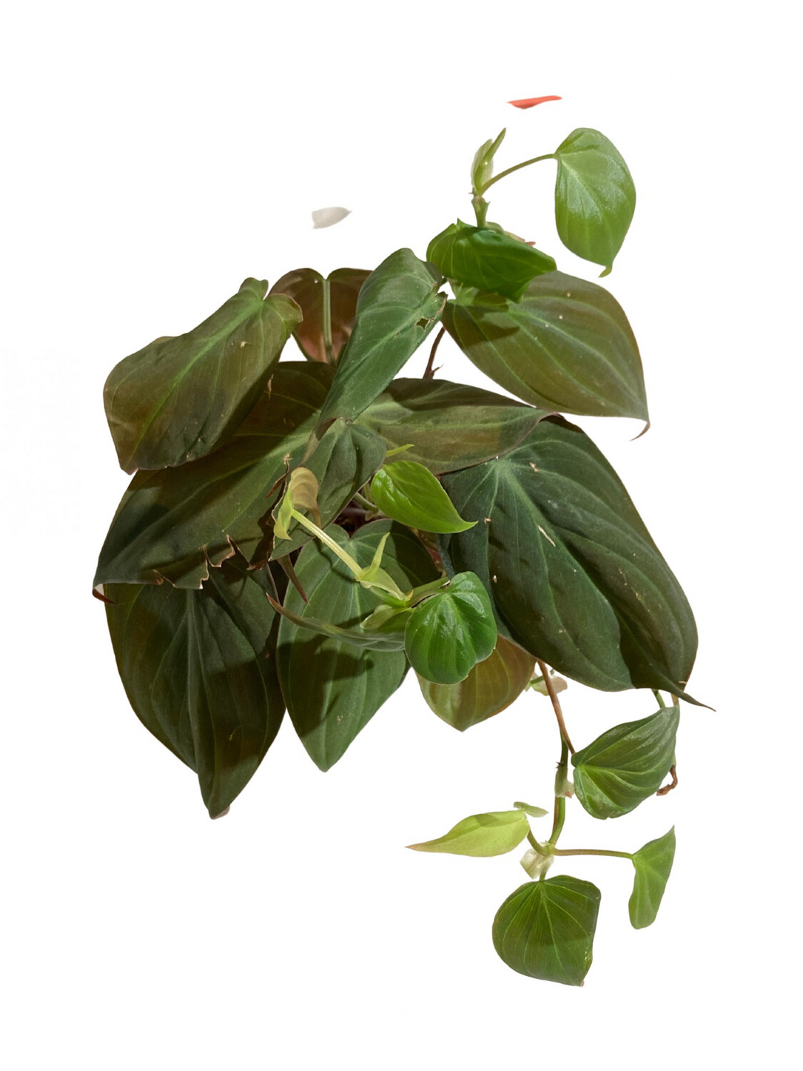4” Philodendron Micans