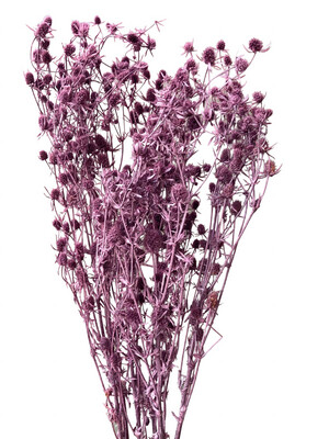 Dried Eryngium - Purple