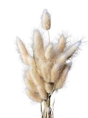 Dried Bunny Tails - Beige