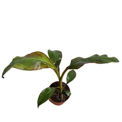 8" Banana Plant Red Abyssinian