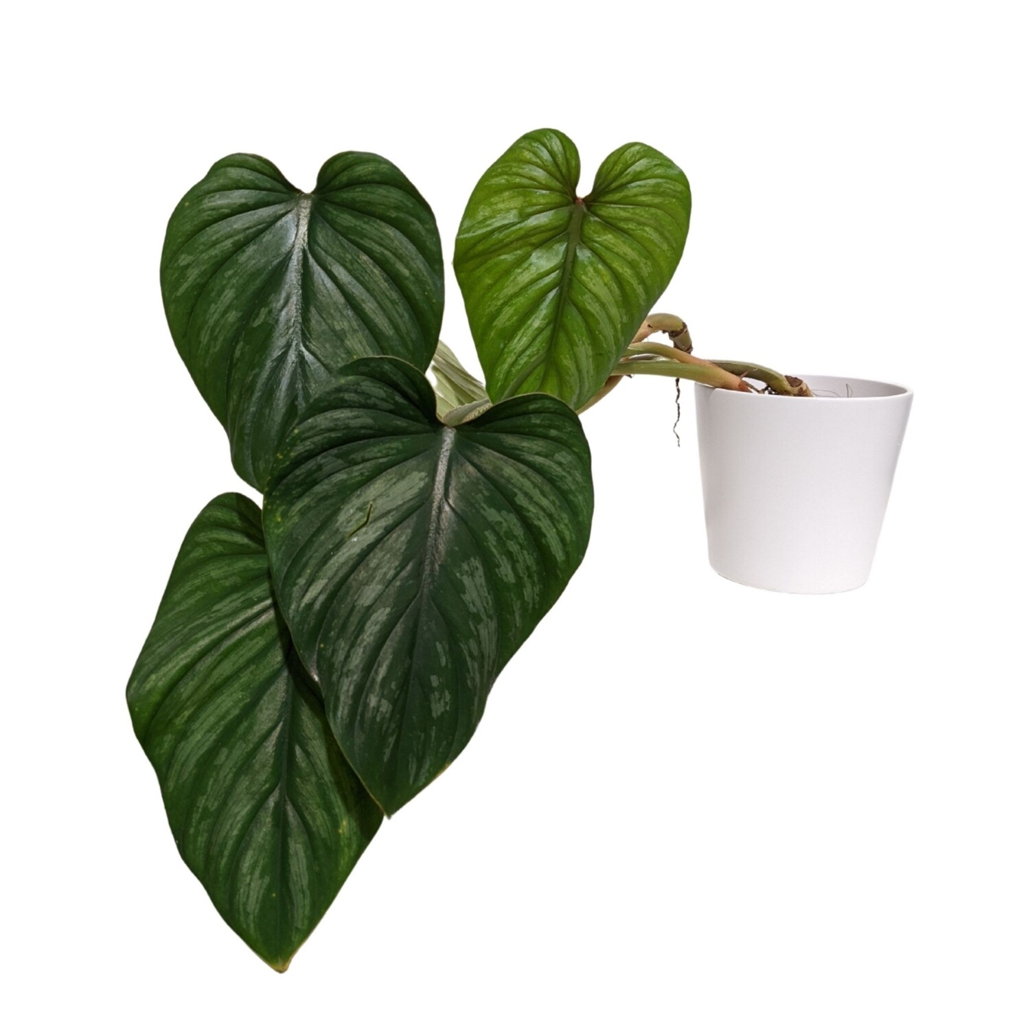 4" Philodendron Mamei 