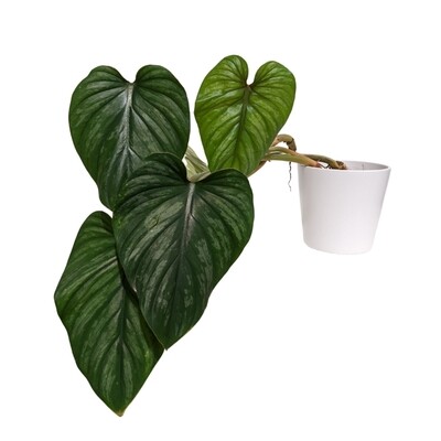 4" Philodendron Mamei 