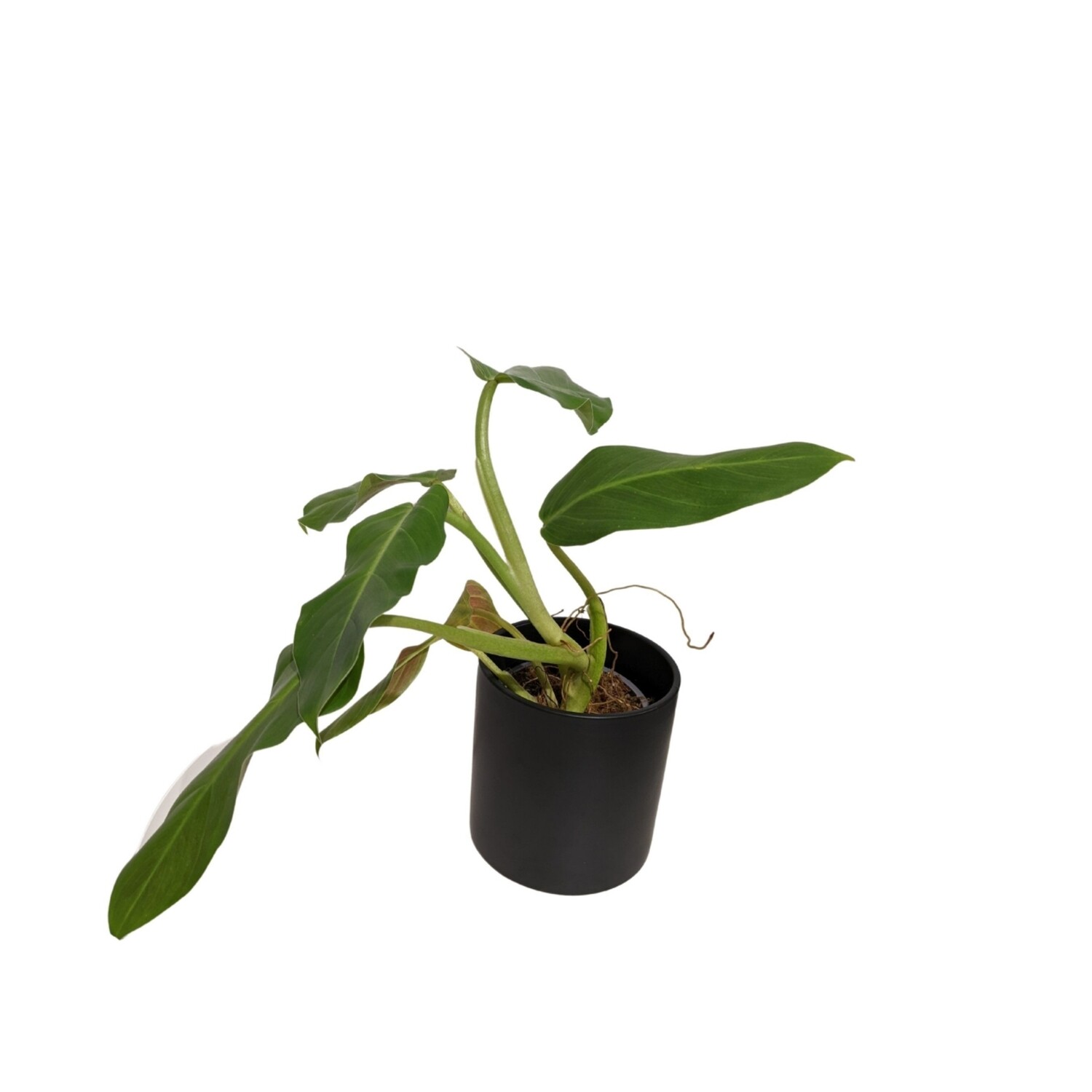 4" Philodendron Subhastatum