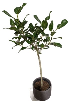 10"  Ficus Audrey Standard