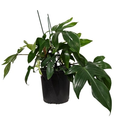 10" Philodendron Rudolph