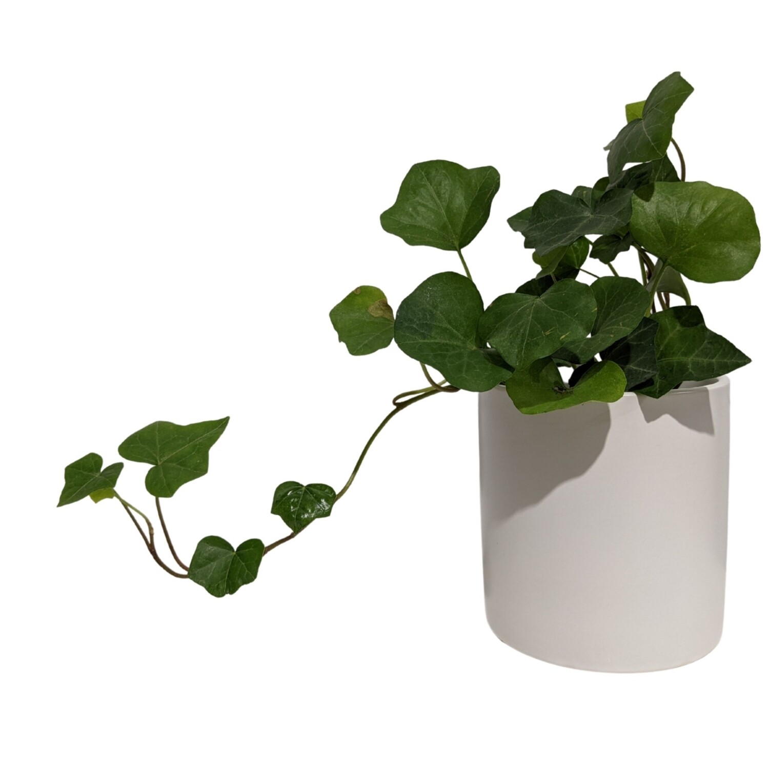 4” Green English Ivy