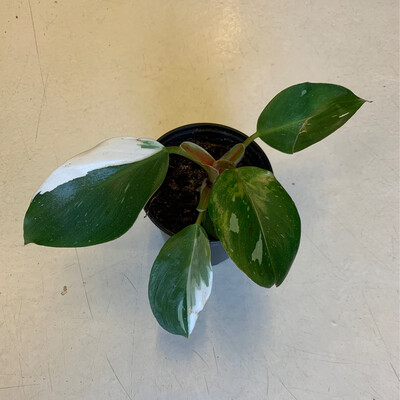 4" Philodendron White Knight