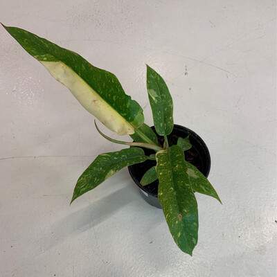 4" Philodendron Ring of Fire Variegated