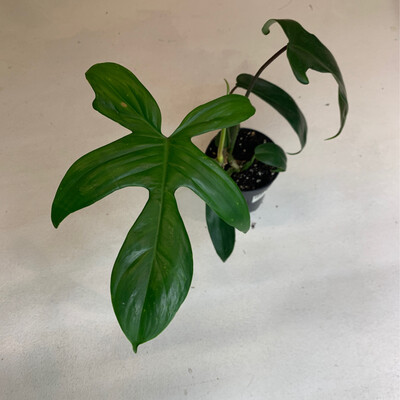 4" Philodendron Florida Beauty Green