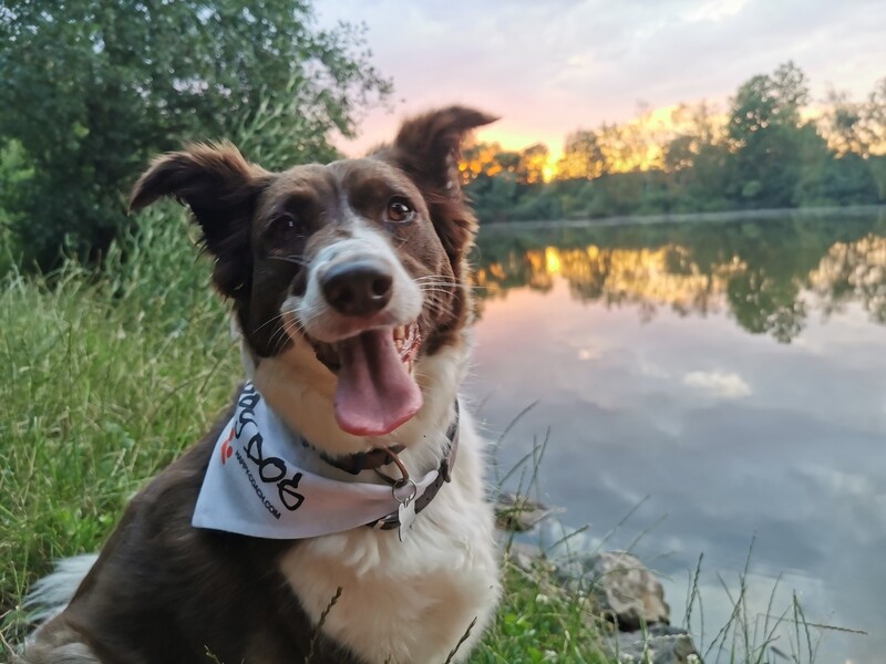 19. HAPPY DOG - HALSTUCH