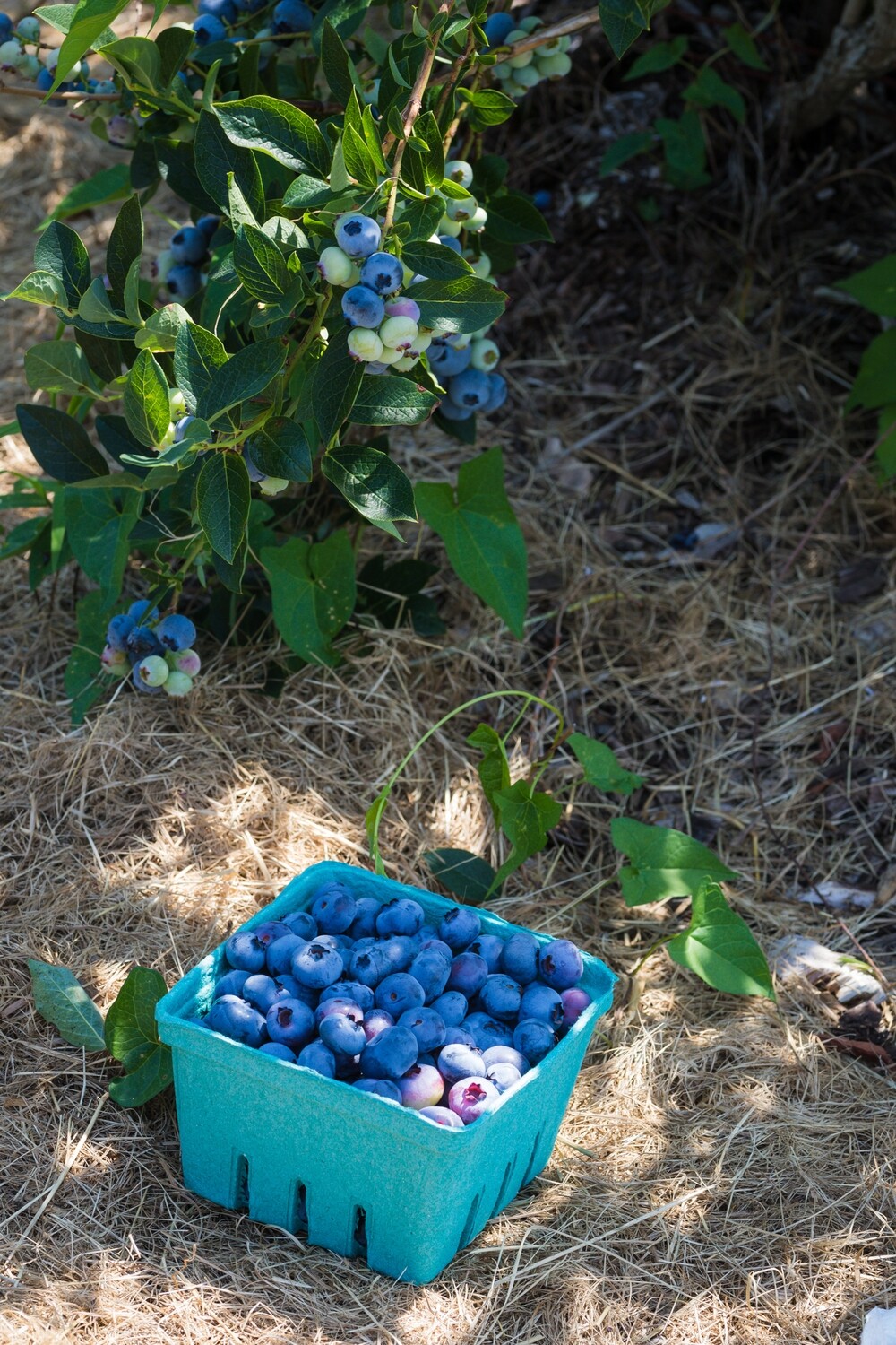 OUR OWN Blueberries - Pint
