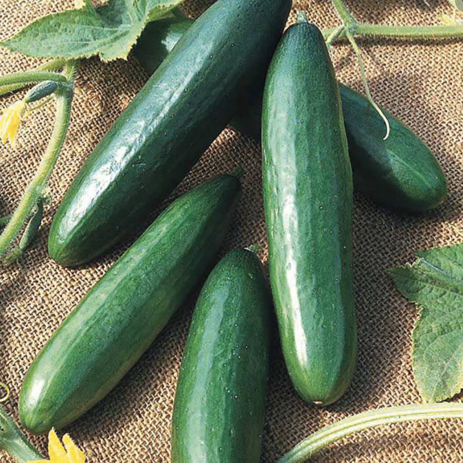 Cucumbers Cucumbers