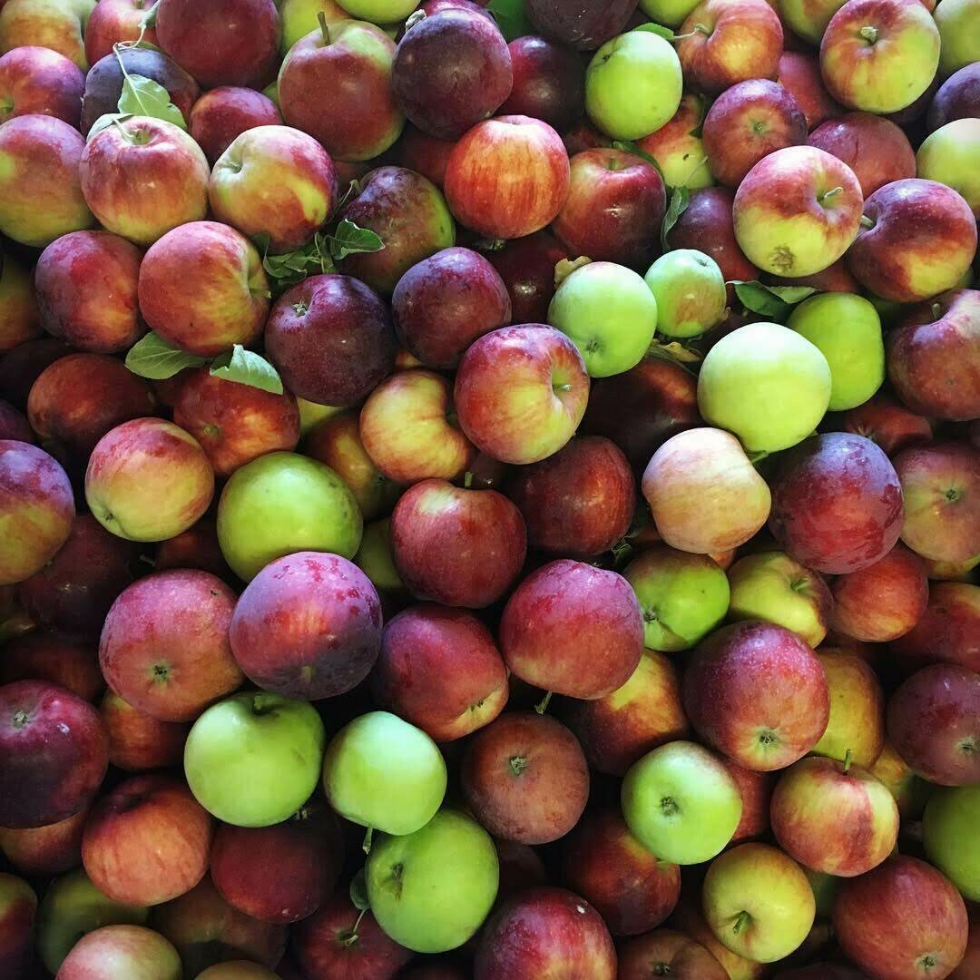 Our Own Apples - Per 1/2 Peck (6-8 apples) Our Own Apples - Per 1/2 Peck (6-8 apples)