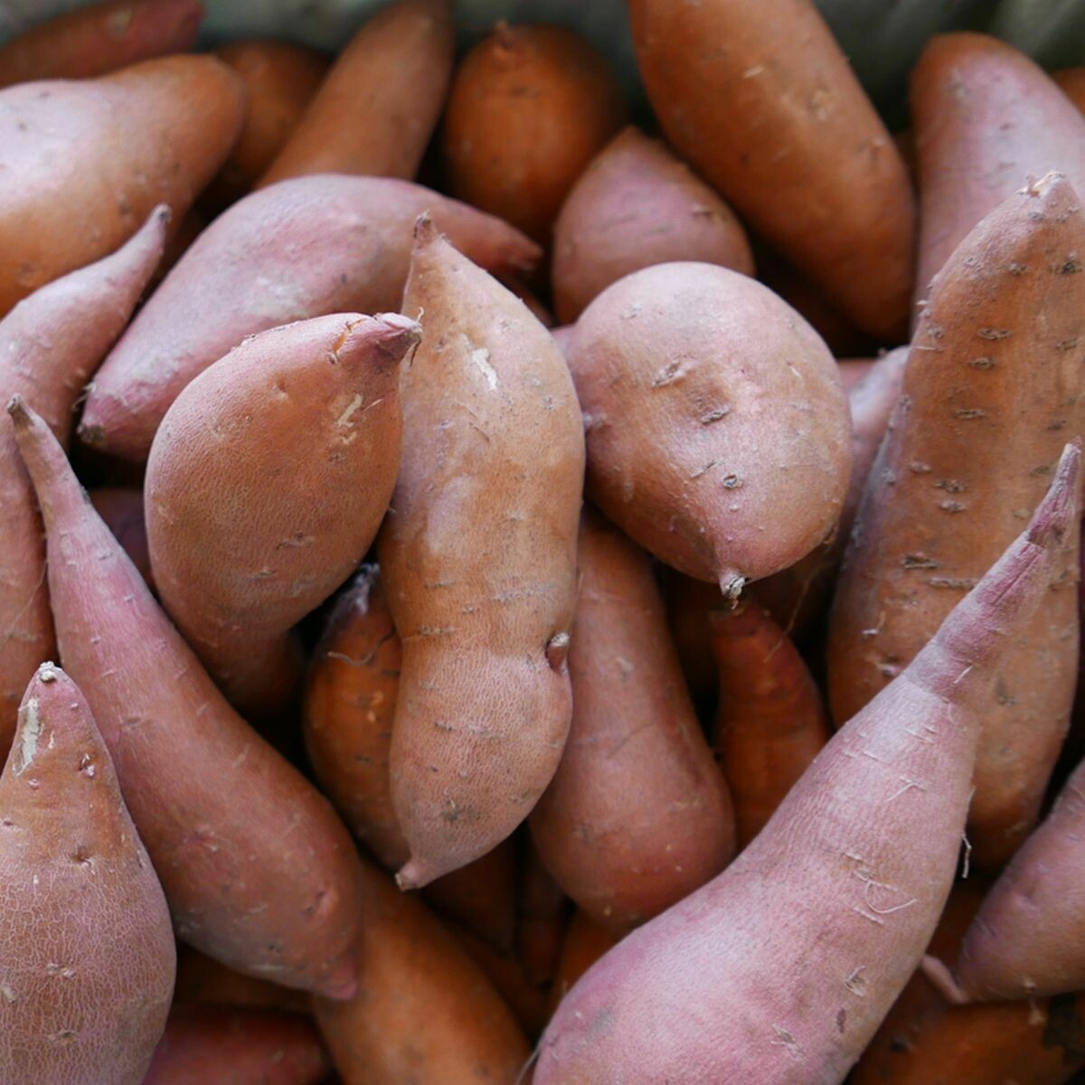 Sweet Potatoes - 5 Lb Bag Sweet Potatoes - 5 Lb Bag